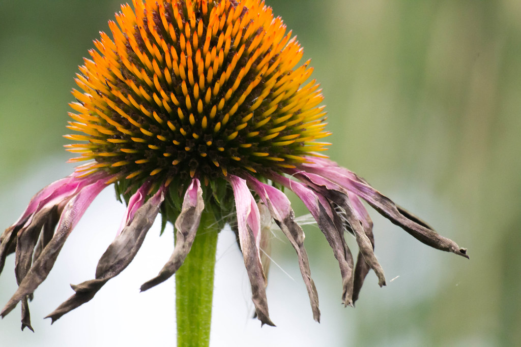 Dying Flower Petals View On Black SeRVe Photography Flickr