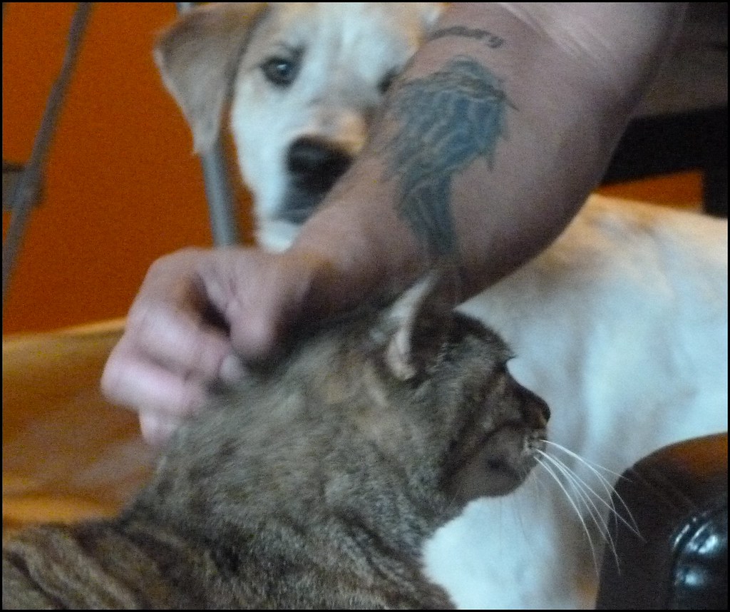 Cat, dog, Jealousy Cat, dog, Jealousy Vince Flickr