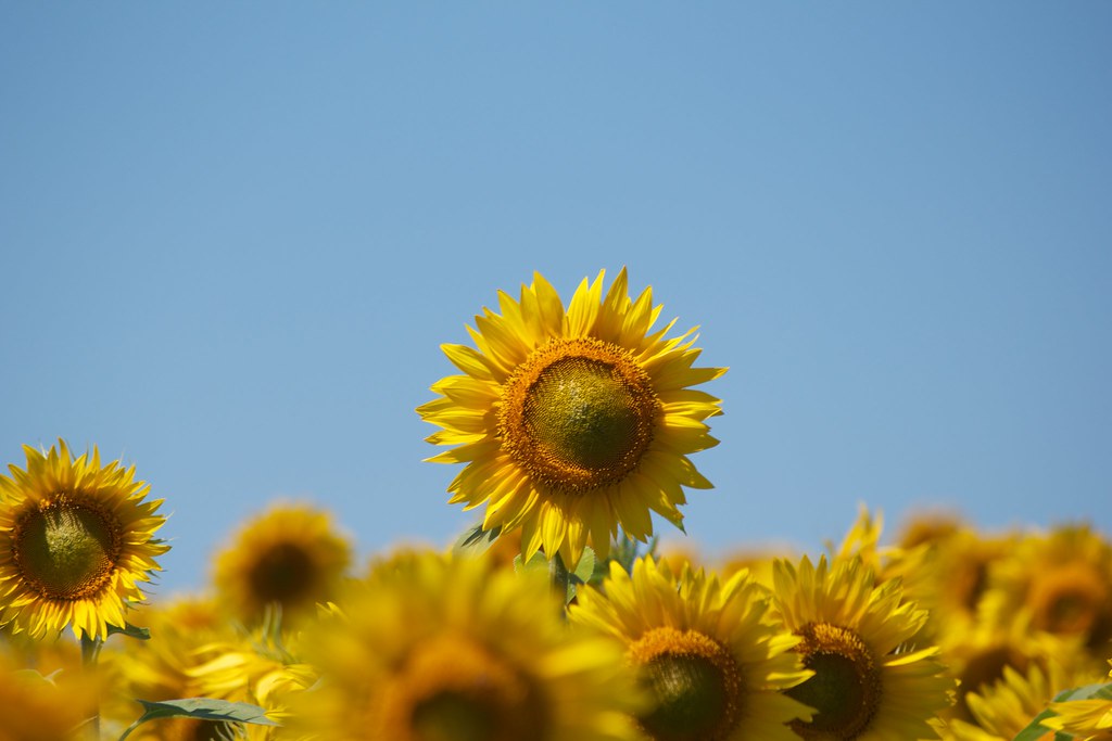 Summer Sunflowers Sunflower field outside of Newburyport kyleshank