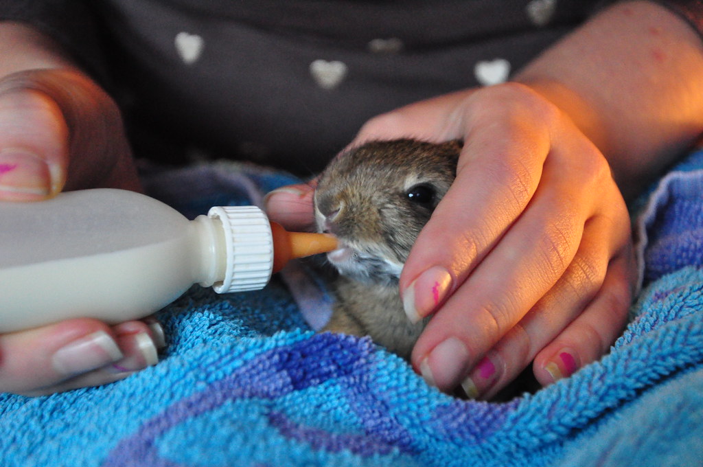 Baby rabbits nurturing Jannes Pockele Flickr