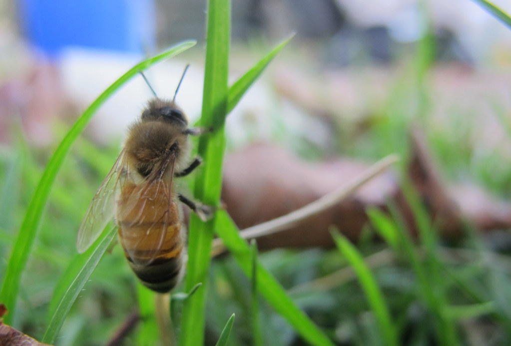 Bee on grass While it's companions buzzed around the erea,… Flickr