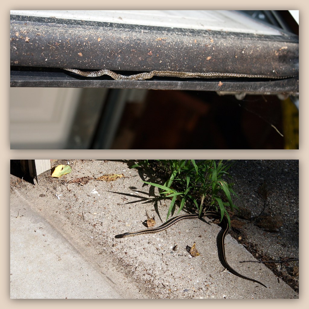 We got snakes in the door! Snakes, snakes, we got snakes i… Flickr