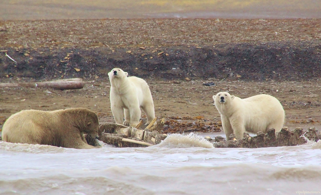 Polar Bears feeding on whale carcass Polar Bears feeding o… Flickr