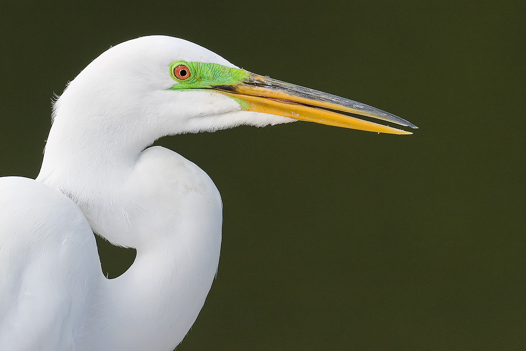 Great Egret breeding colors Great Egret (Ardea alba) in br… Flickr