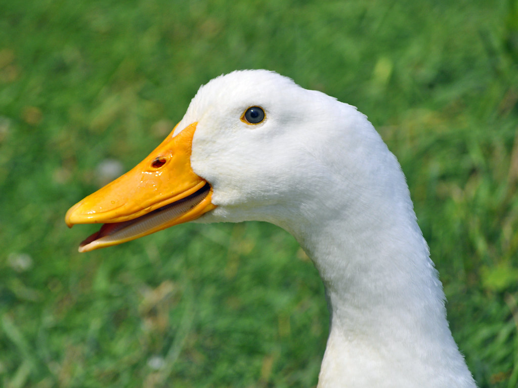 Pekin Duck (Anas platyrhynchos domestica) Pekin duck, or L… Flickr