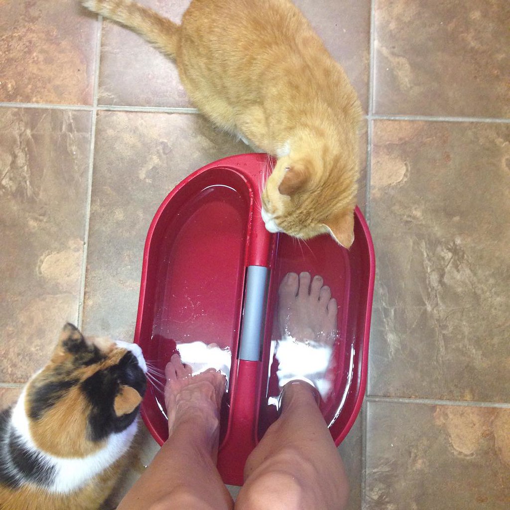These two cats do have their own water bowl!! Maybe today … Flickr