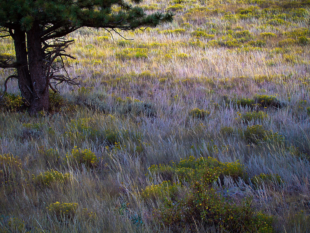 Painting the meadow Along the Upper Beaver Meadows Road R… Flickr
