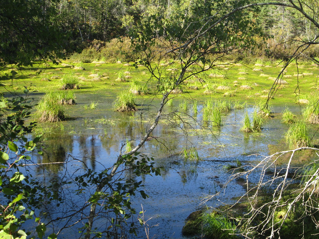 Wetlands, Wood Islands, PEI September 28, 2015 Larry Flickr