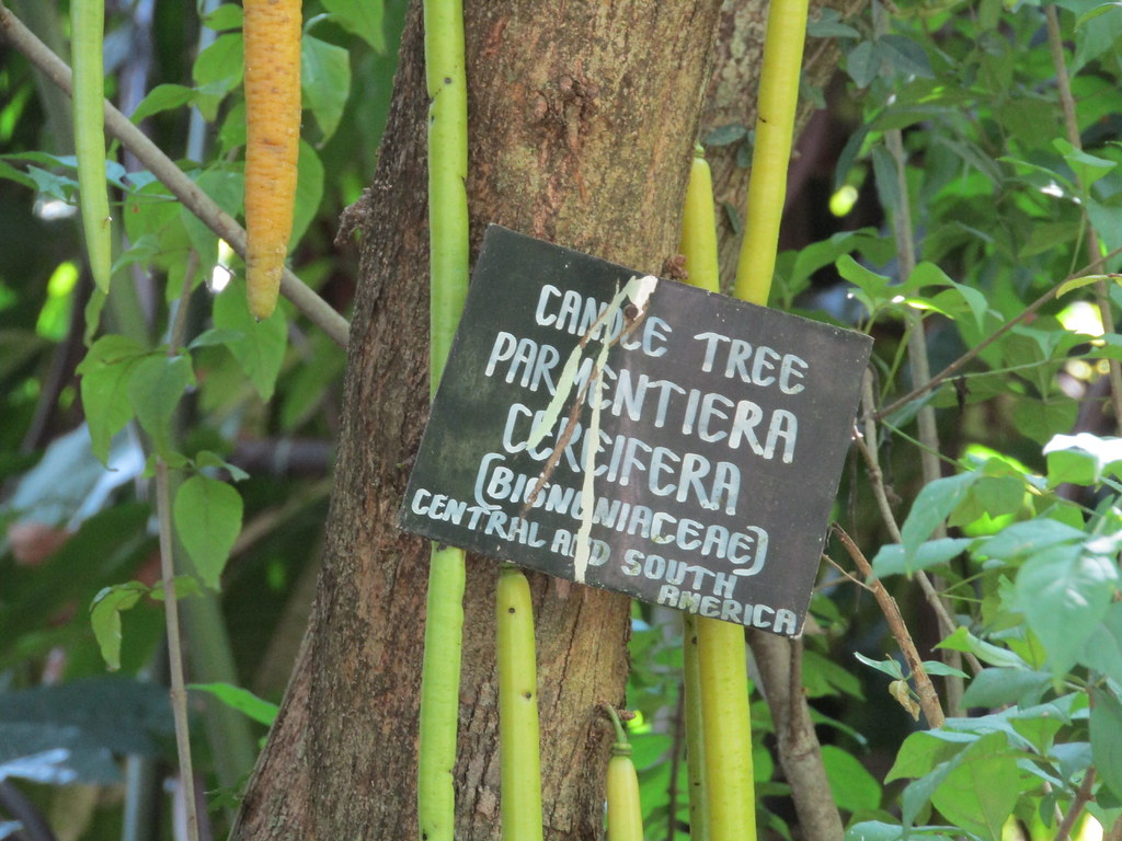 Parmentiera cereifera (Candle Tree) Peradeniya Botanical G… Flickr