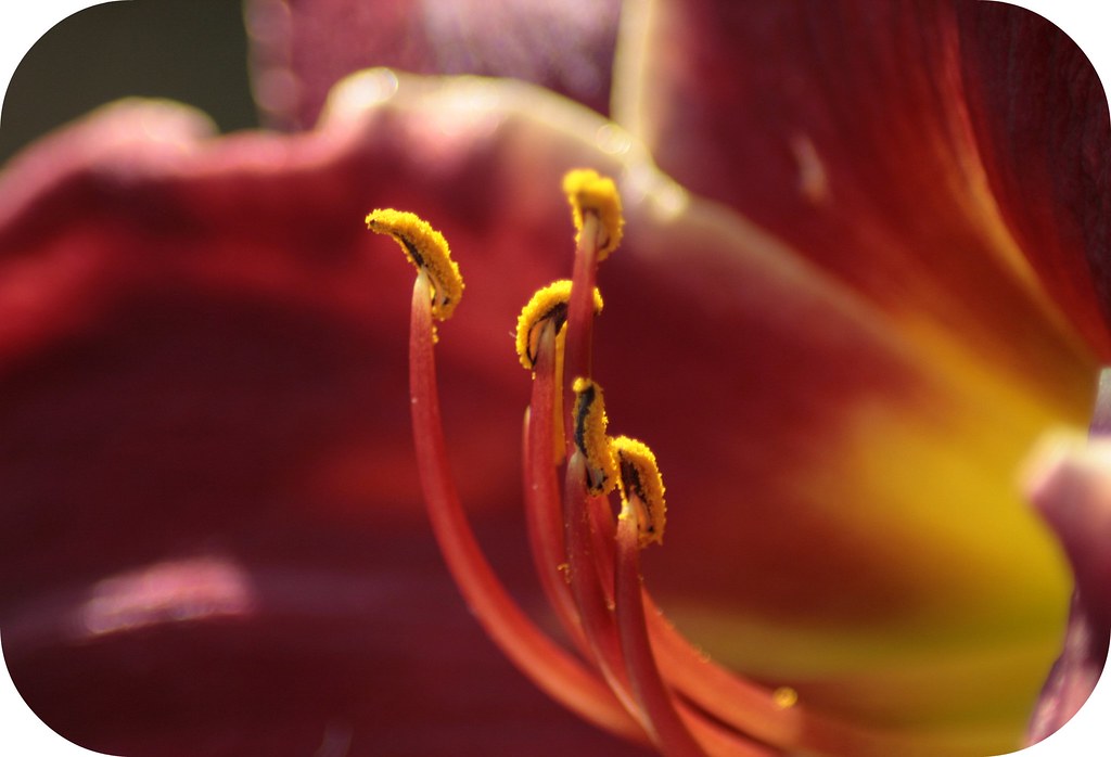 Tiger Lily at Sunset Alicia Lynn Flickr