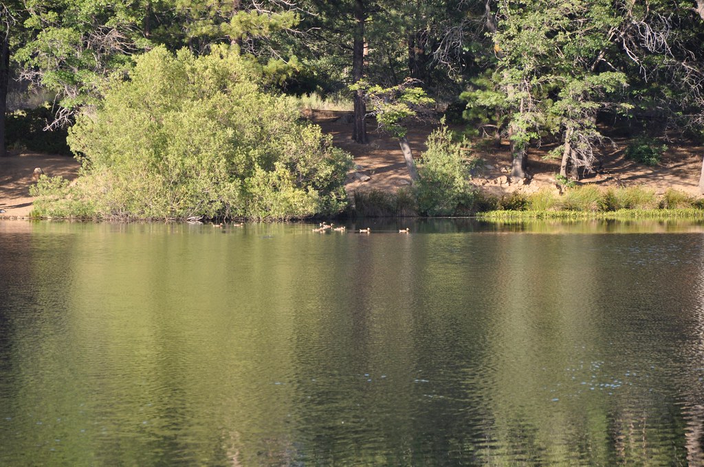 2011 08 21 Jenks Lake, Barton Flats, CA 118 Doug Carlson Flickr