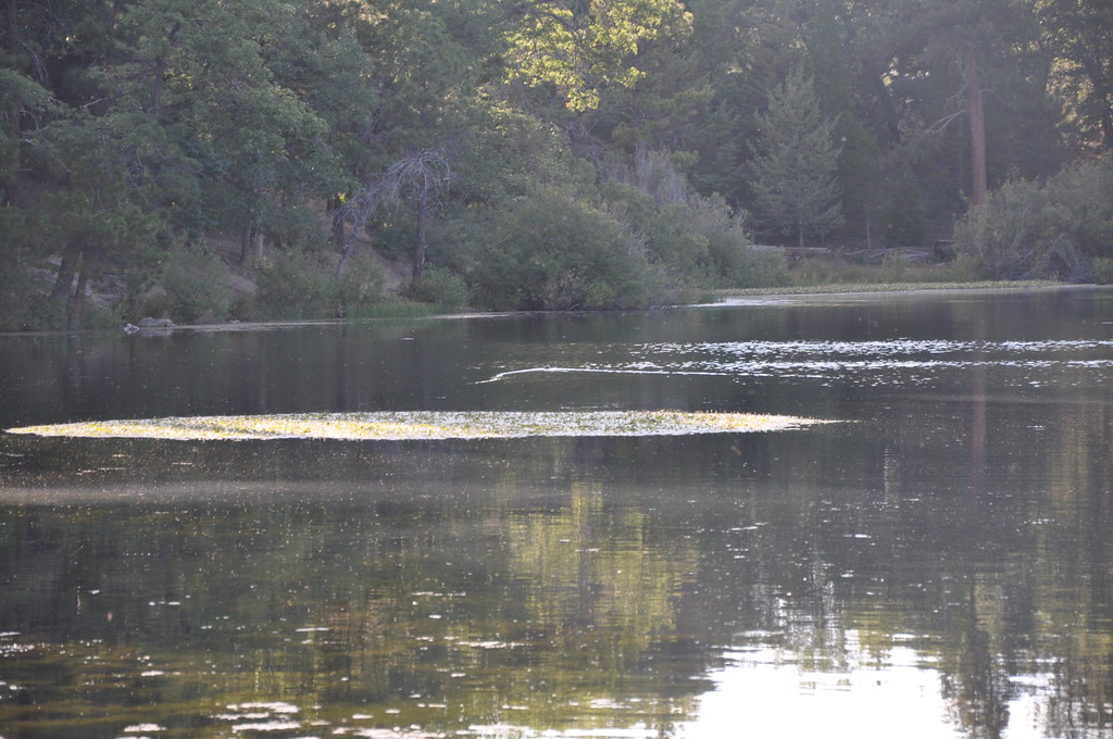 2011 08 21 Jenks Lake, Barton Flats, CA 121 Doug Carlson Flickr