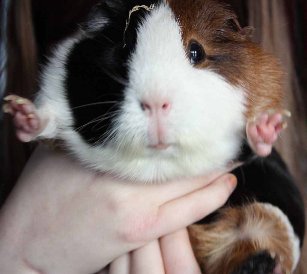 Patch the Guinea Pig Marc Flickr