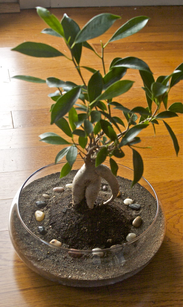 Ficus Bonsai Terrarium KABAR TEPAT
