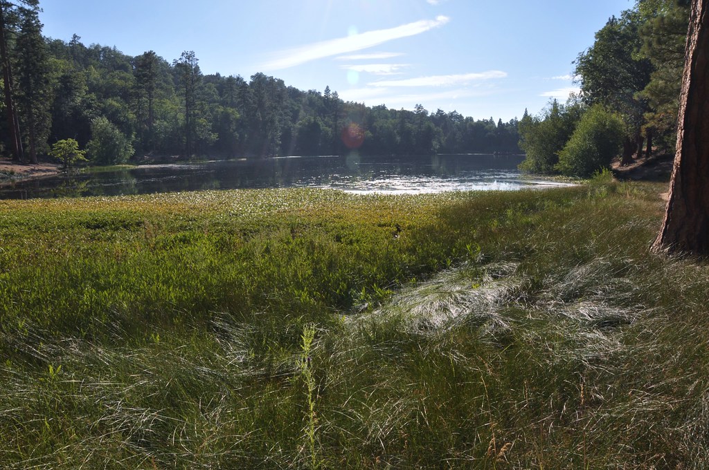 2011 08 21 Jenks Lake, Barton Flats, CA 060 Doug Carlson Flickr