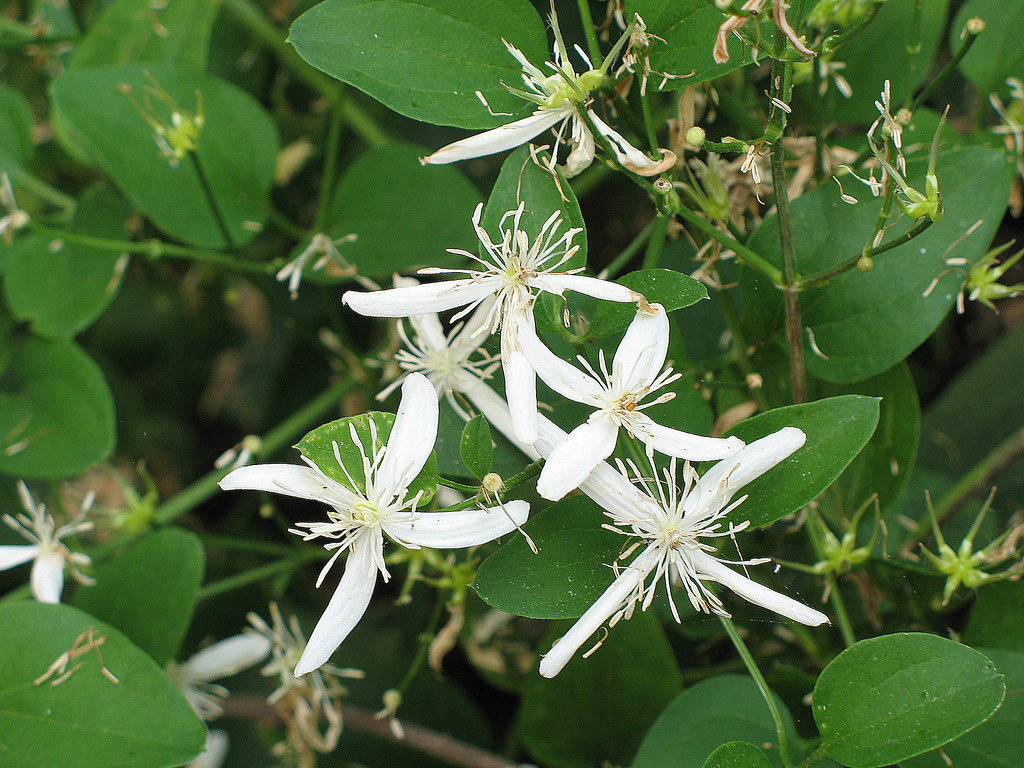 Sweet Autumn Clematis Clematis terniflora Sweet autumn c… Flickr