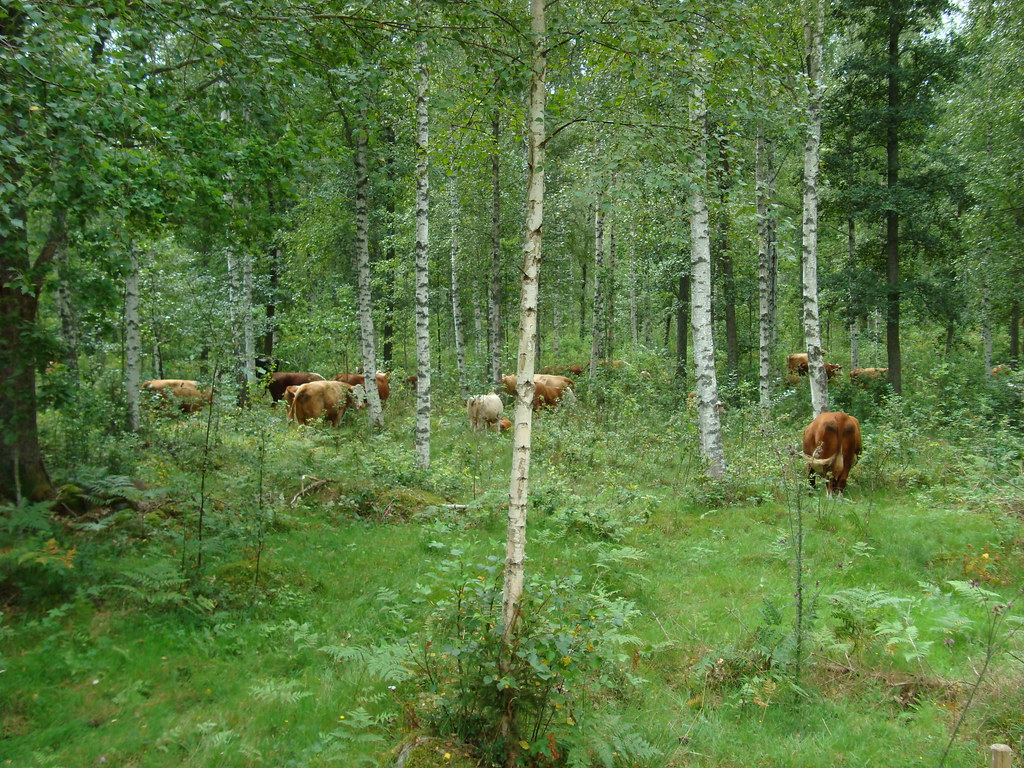 Forest Grazing mcravener Flickr