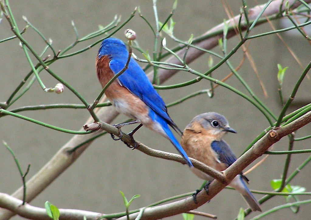 Blue Birds Ocala Florida Ed Million Flickr