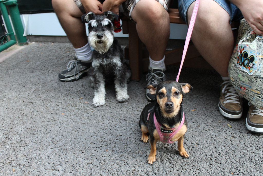 Truman and Poppins at the Disneyland Kennel Club a photo on Flickriver