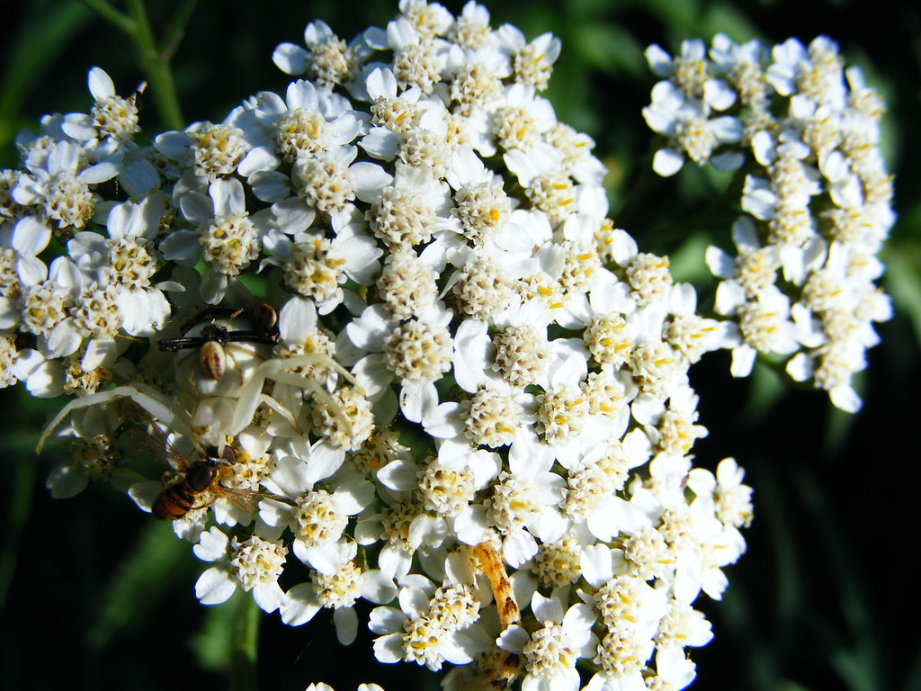 Elevation of Windfall Rd, Walton, NY, USA Topographic Map Altitude Map