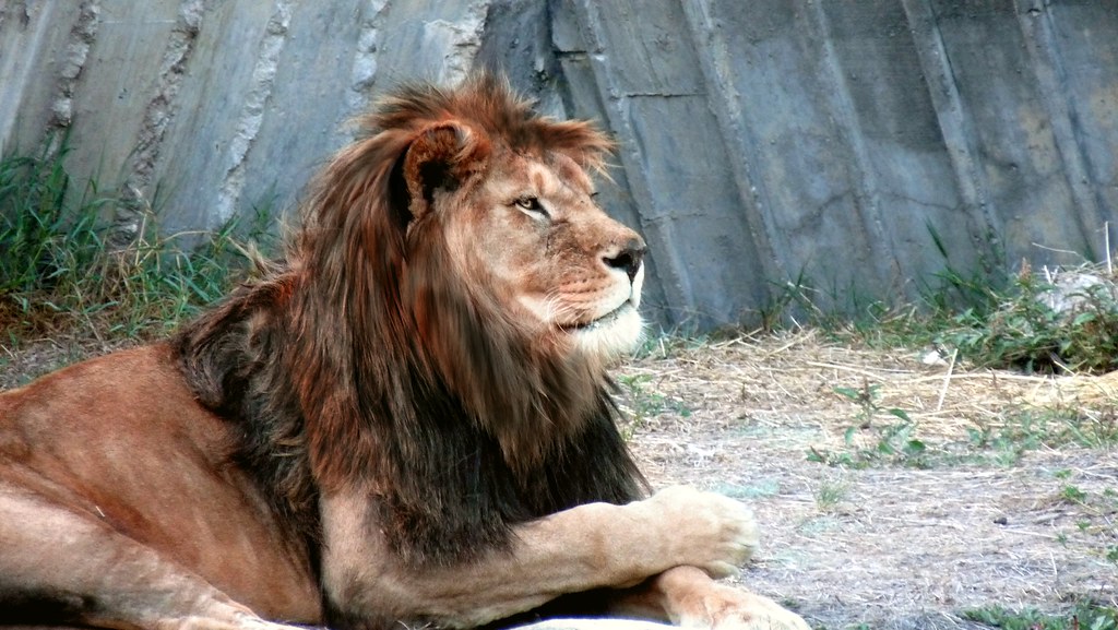 Scar pobre intento de lograr un león rojo de melena neg… Flickr