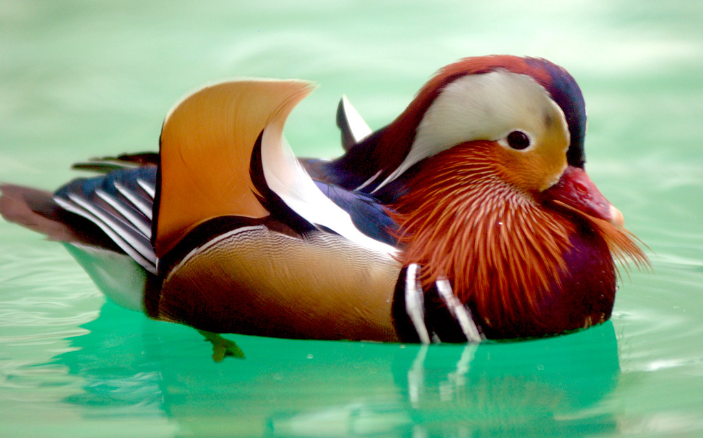 mandarin duck mandarin duck everland.korea IN CHERL KIM Flickr