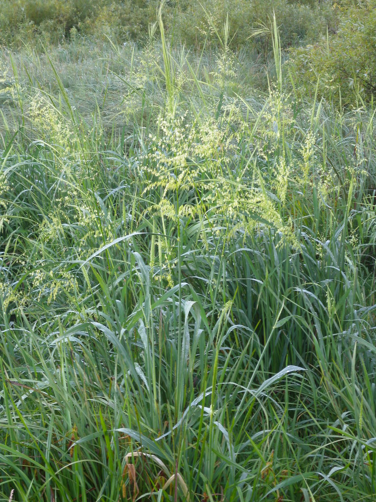 Wild Rice These wild rice plants are growing in a drainage… Flickr