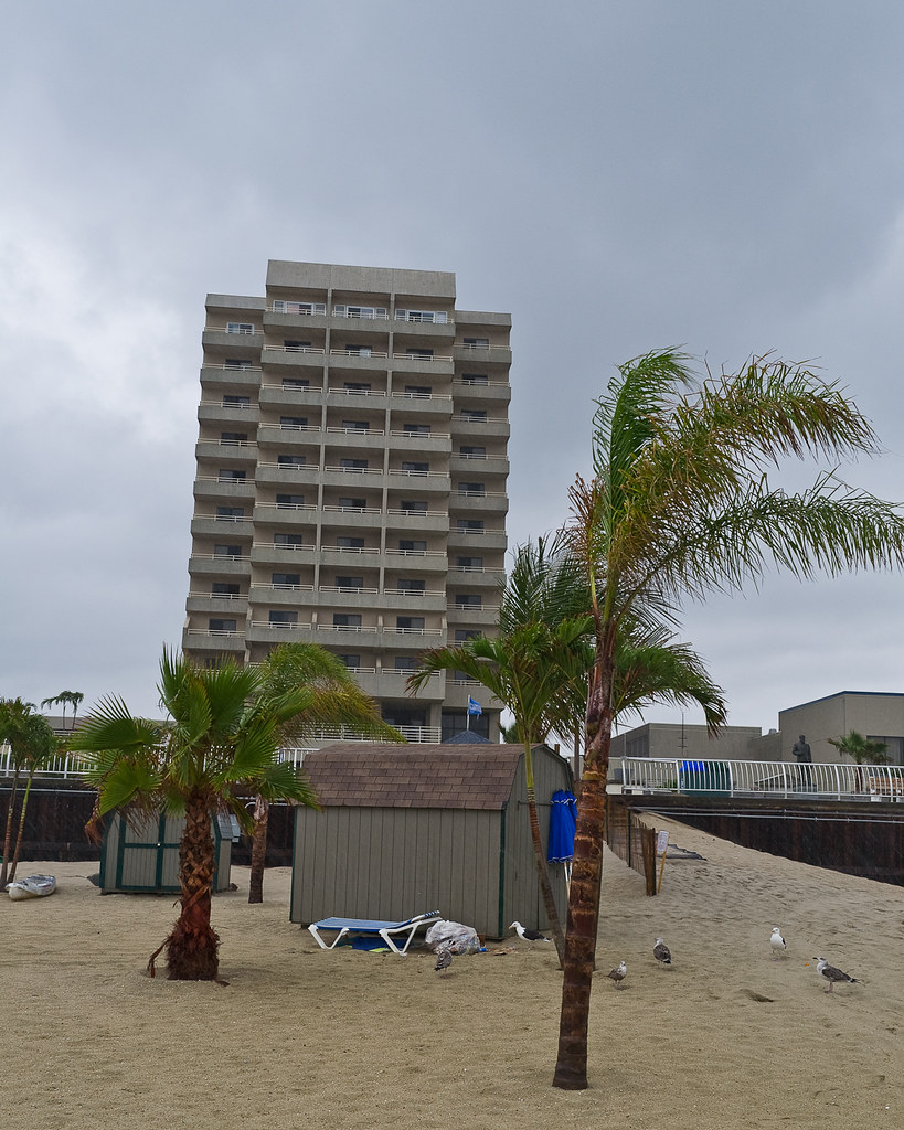 Long Branch, New Jersey The native New Jersey palm trees w… Flickr