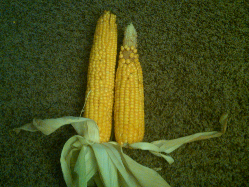 Heat stress corn These are two different ears from the sam… Flickr