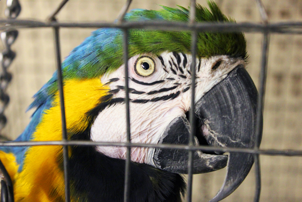 Tika wants a cracker. Taken at Ada Animal House in Ada, Ok… Flickr