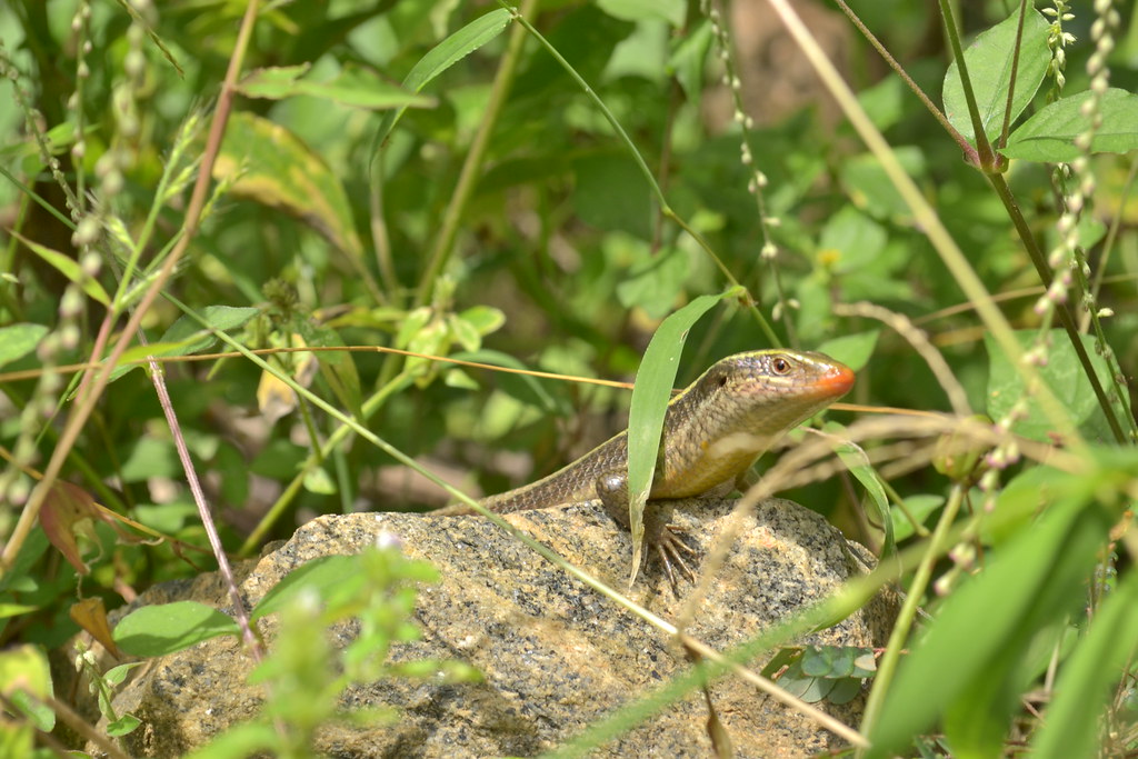 'Arana'The South Indian Skink 'Arana' is its local name i… Flickr