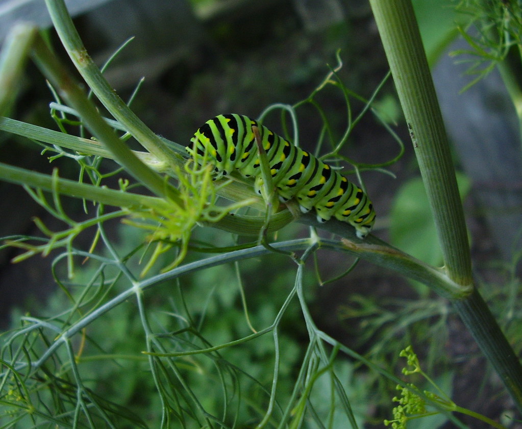 Caterpillar eating my dill plant August 2011 Another futur… Flickr