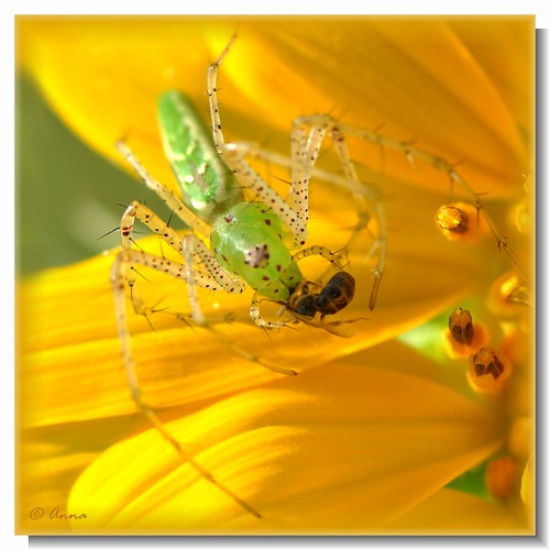 Kiss Of Death 2 photos © This is one clever little spide… Flickr