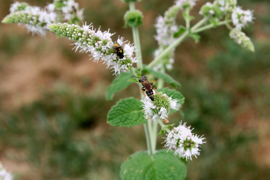 Mints Bees Bees attracted to the Mint in the garden. Part … Flickr