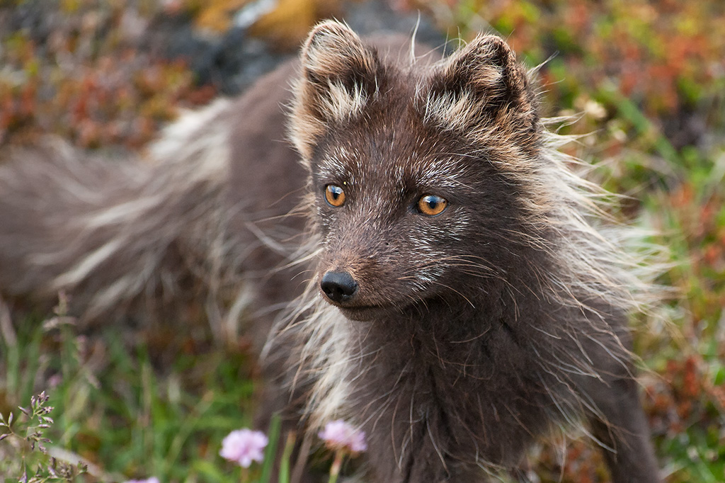 Arctic Fox (Alopex lagopus) Arctic fox in Iceland Flickr