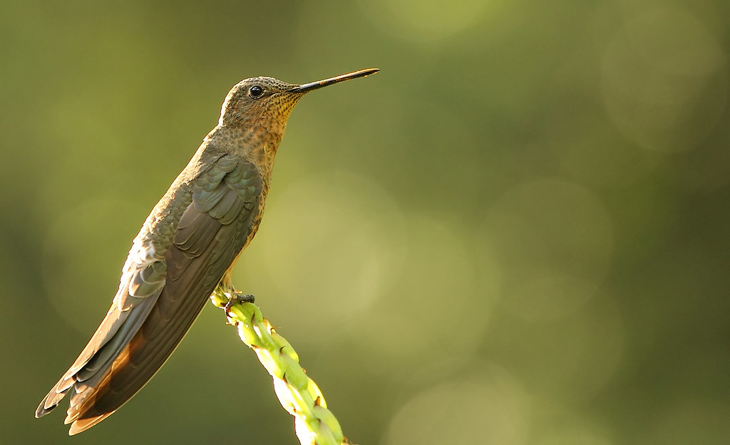 Picaflor gigante (Patagona gigas) GIANT HUMMINGBIRD. P. N.… Flickr
