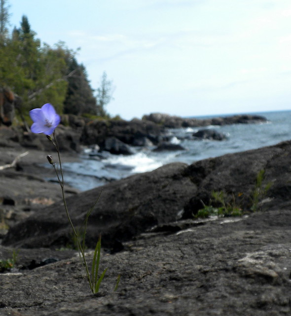 A Really Tough Flower II a photo on Flickriver