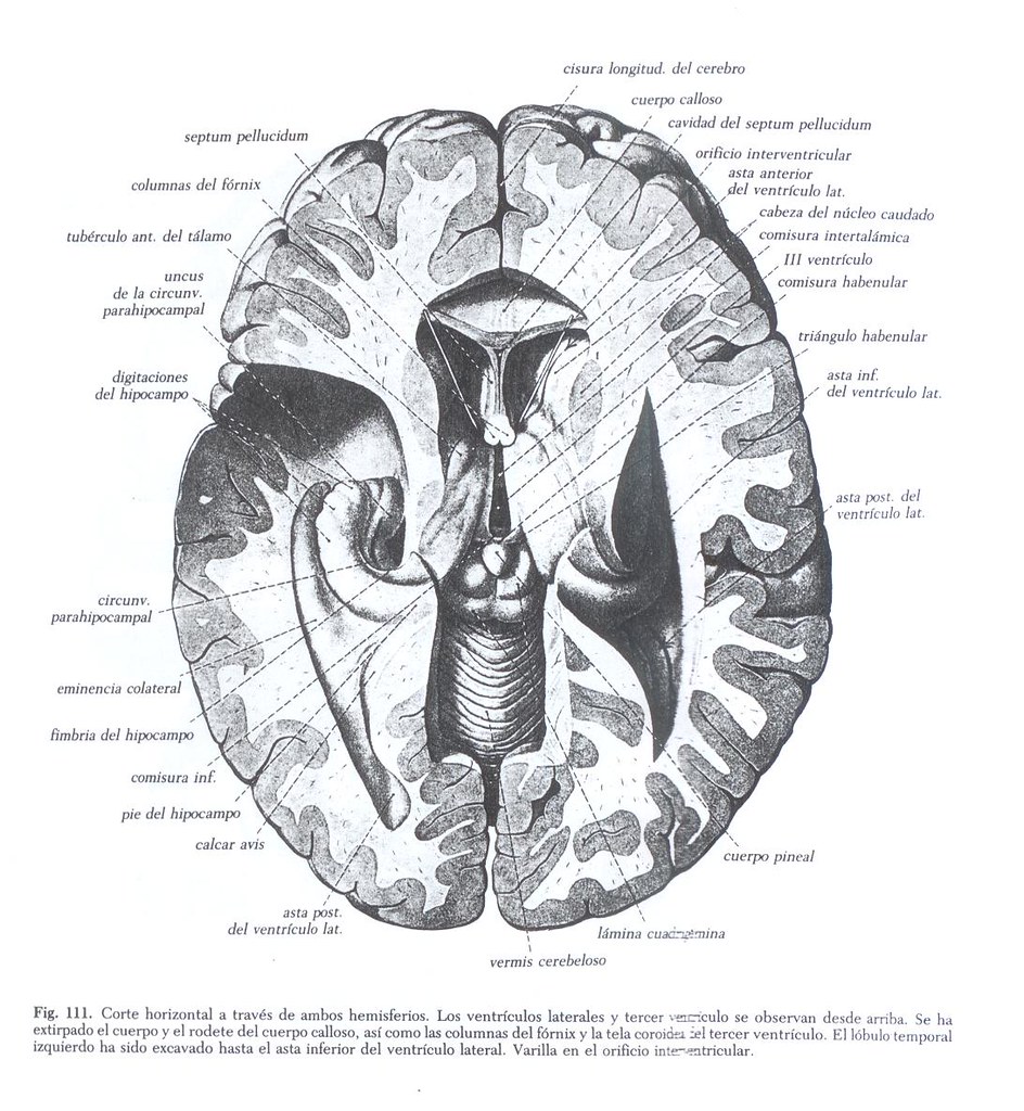 29 ROSA ZUVIRIE Flickr