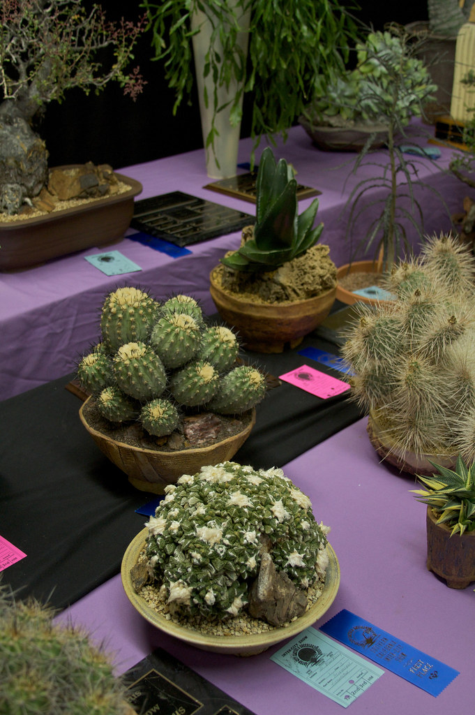 Trophy Table Cactus and Succulent Society of America Flickr
