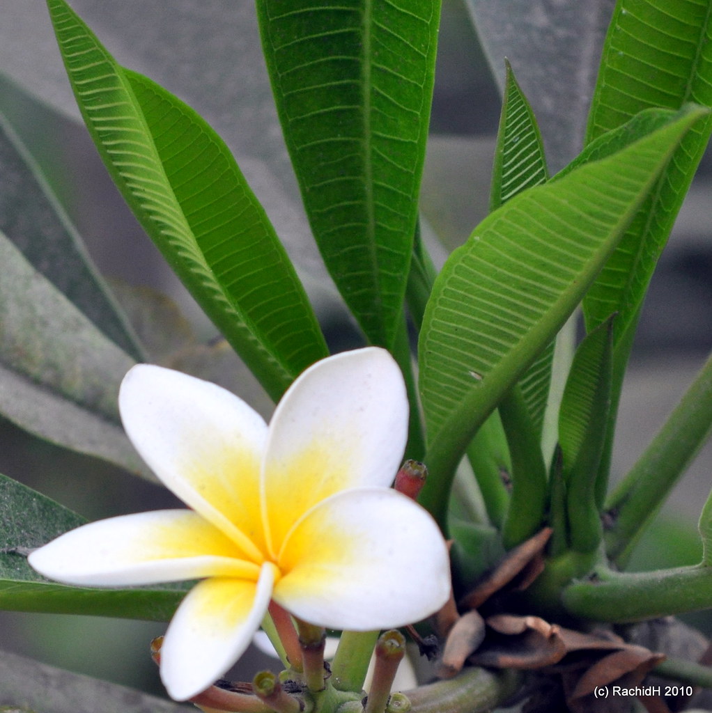 Frangipani White Plumeria Frangipani Plumeria alba Rachid H