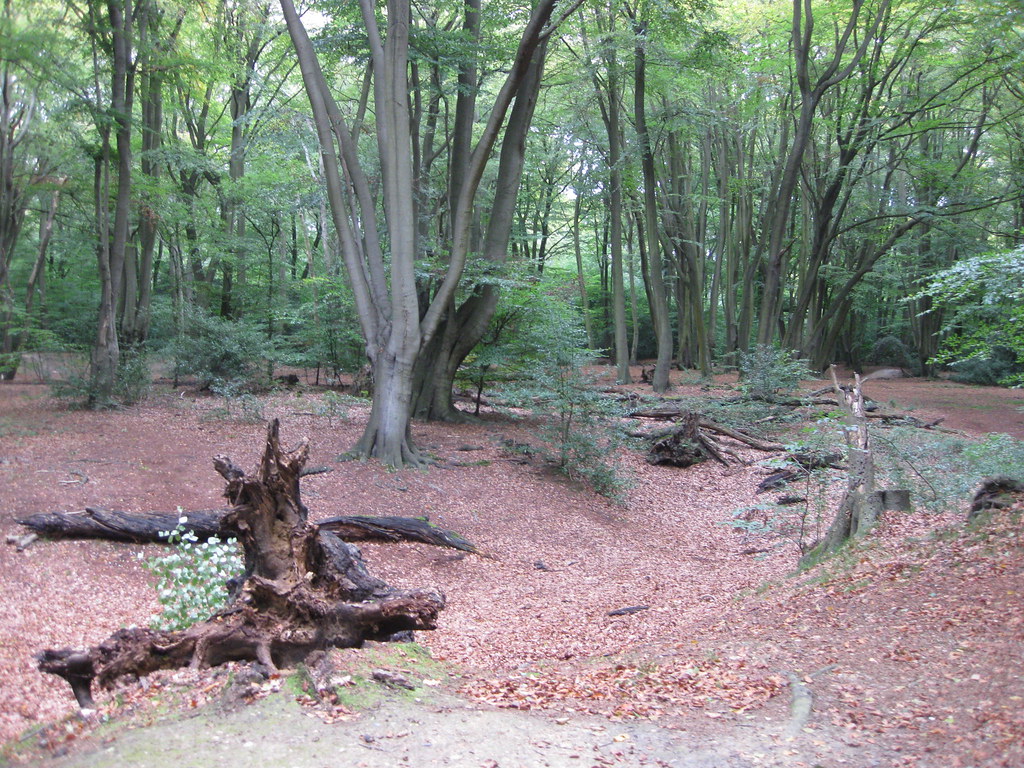 Loughton Camp, Epping Forest 7th September 2011 The rema… Flickr