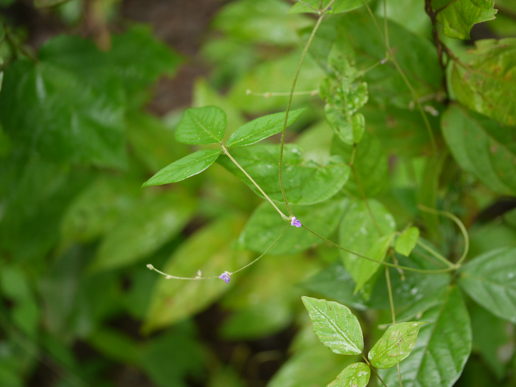 Horse vine Fabaceae (pea, or legume family) » Teramnus lab… Flickr