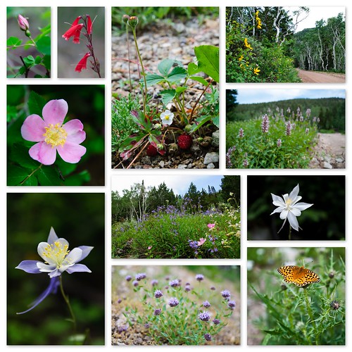 Search wildflowers Flickr