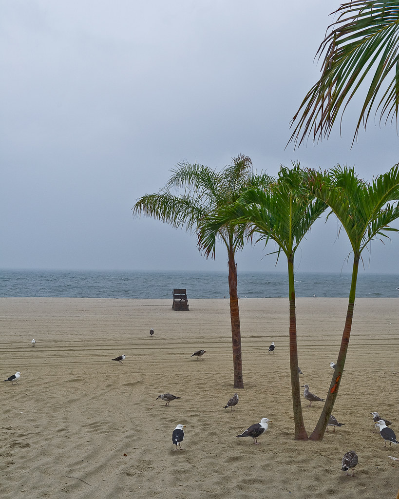 Long Branch, New Jersey The native New Jersey palm trees w… Flickr