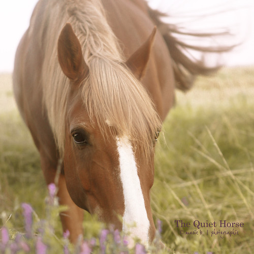The Quiet Horse © marie b. photographie Tous droits rése… Flickr