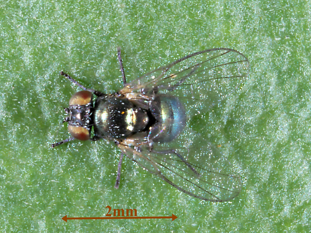 Flickriver Photoset 'Fly, Bean Fly, Agromyzidae Ophiomyia phaseoli' by