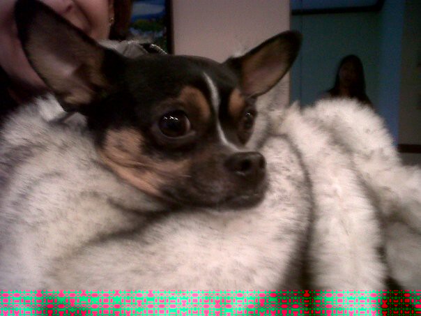 ExuallyTrans Long Haired Chihuahua Fox Terrier Mix