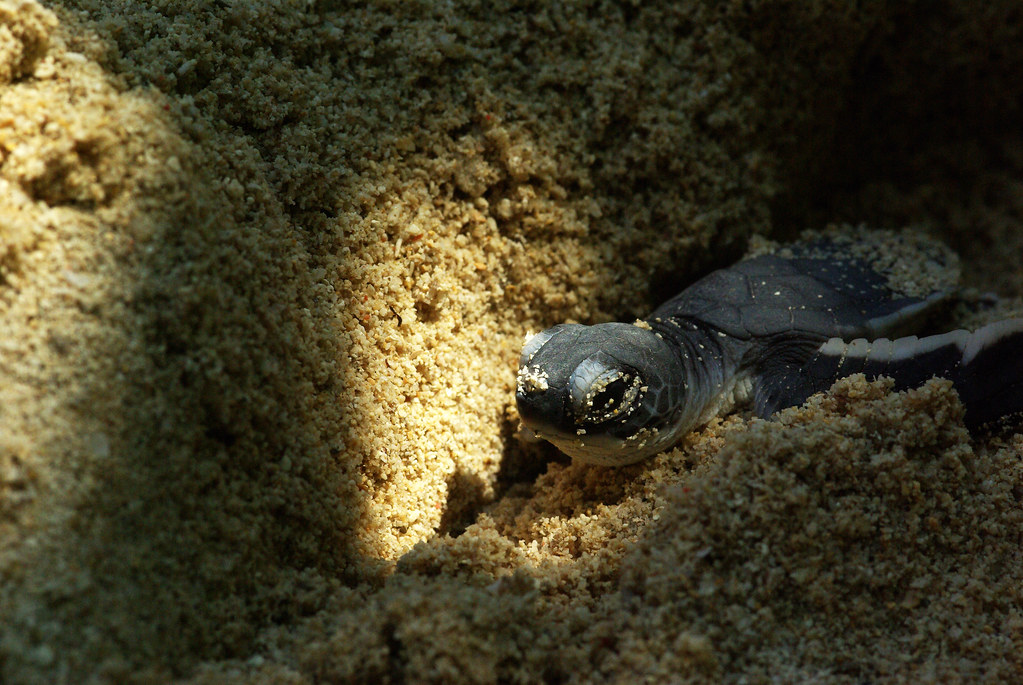 IMGP2070 Green Sea Turtle Hatchling (Chelonia mydas