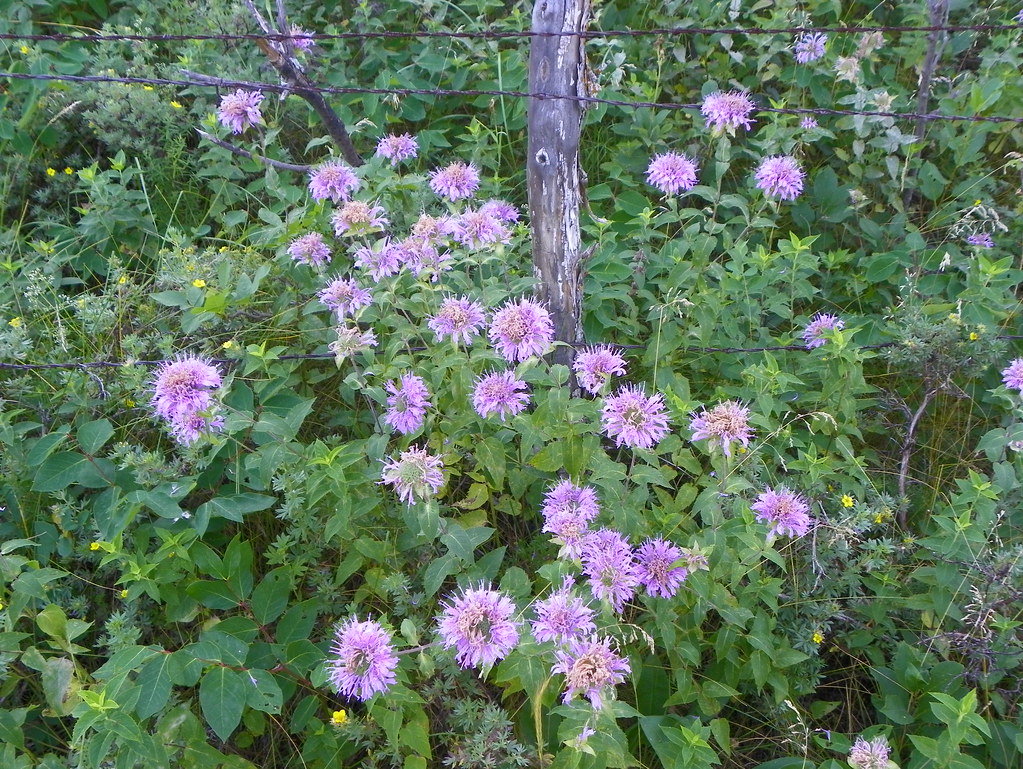 North Dakota Wildflowers Identity Anyone? Killdeer Mount… Flickr