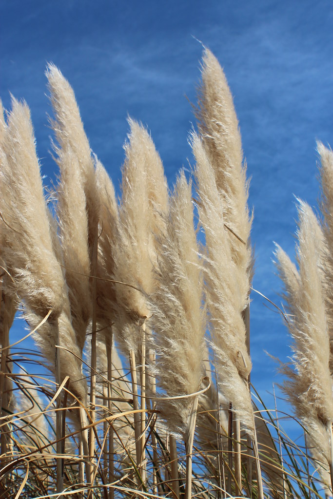 Cortaderia selloana (Pampas Grass) cultivated Pampas Gra… Flickr